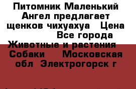 Питомник Маленький Ангел предлагает щенков чихуахуа › Цена ­ 10 000 - Все города Животные и растения » Собаки   . Московская обл.,Электрогорск г.